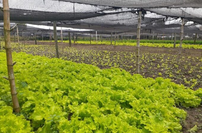 García: “Herradura ha crecido mucho en el área productiva”