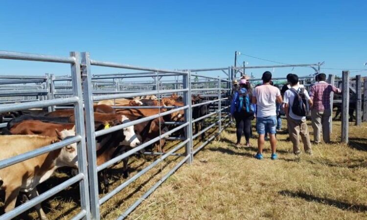 El Gobierno asiste a los productores ganaderos en toda la provincia