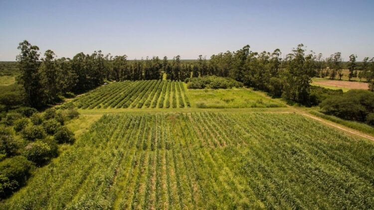 CEDEVA de Laguna Yema cumplió 26 años