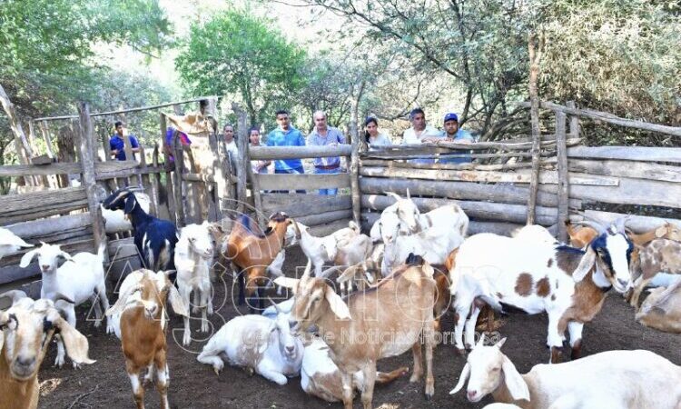 Sostienen en el Día de la Ganadería que “Formosa tiene mucho potencial por desarrollar”