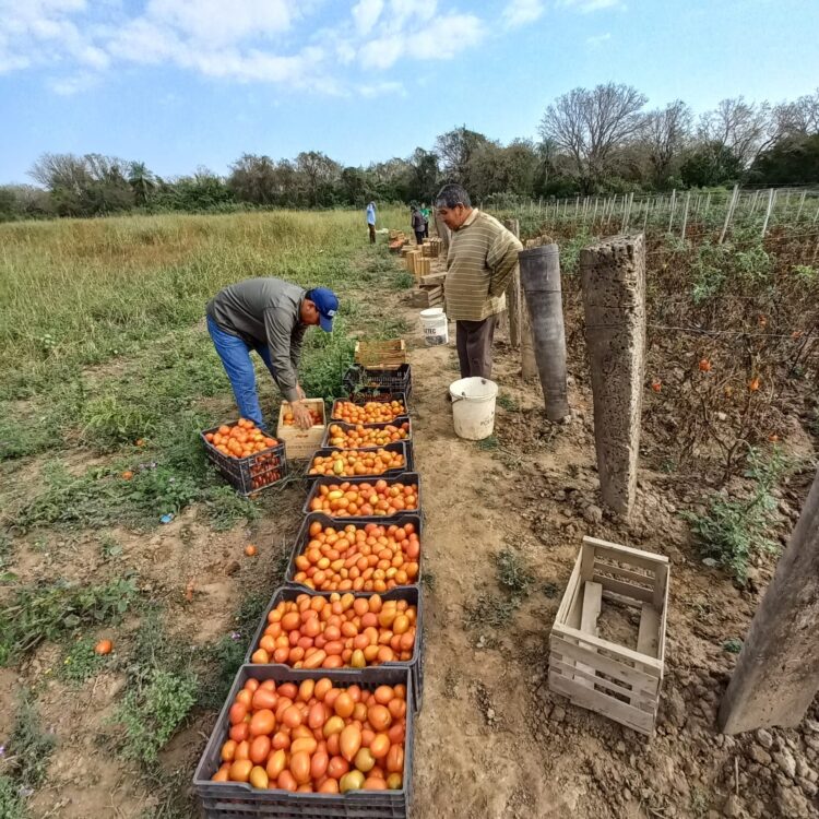 Productores paipperos entregaron más de 2500 kilos de tomate destinados al Plan Nutrir
