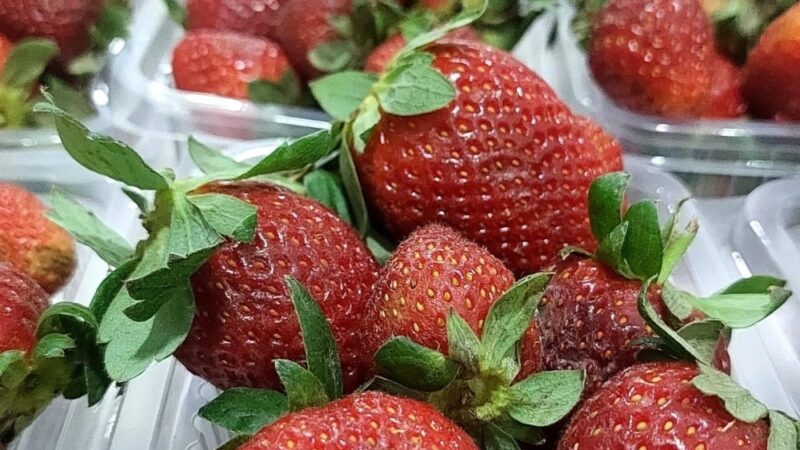 Frutillas cultivadas en Tres Lagunas llegaron a la feria paippera