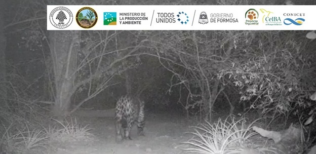 Se registró nuevamente un yaguareté a través del uso de cámaras trampa en la Reserva Natural Formosa