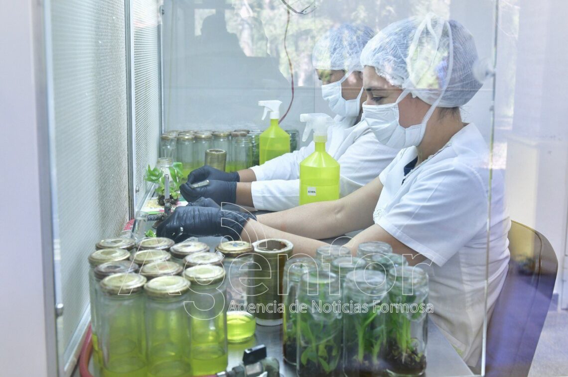 El CEDEVA de Misión Tacaaglé desarrolla en sus laboratorios de biotecnología plantas de alta calidad