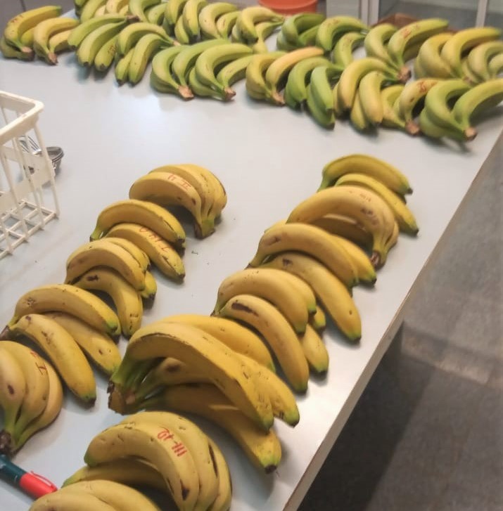 Realizarán en Laguna Naineck un taller sobre alternativas de valor agregado en banana