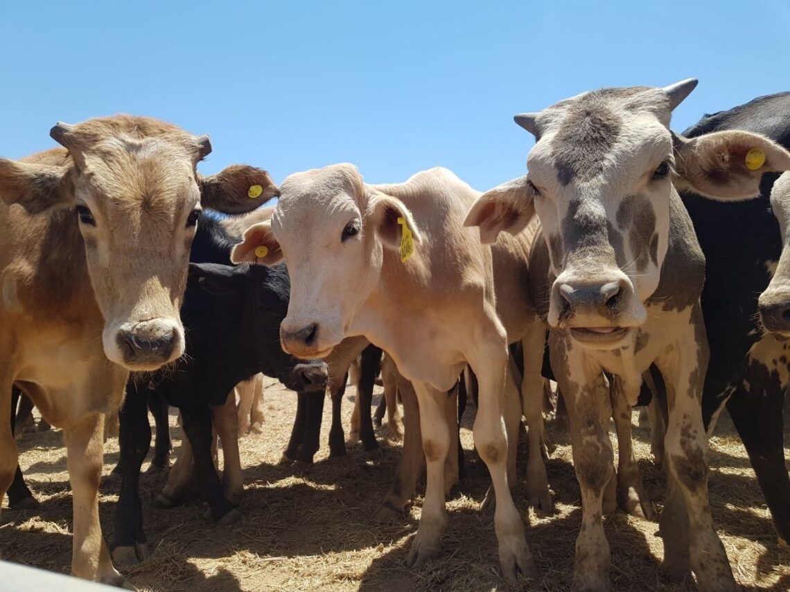 Este martes se hará una nueva feria ganadera de productores del oeste provincial