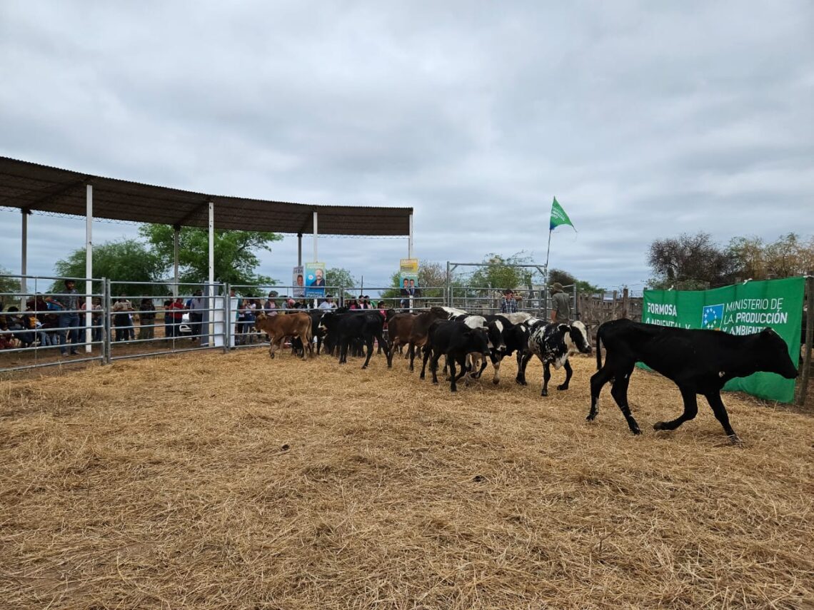 Exitosa feria ganadera de invernada bovina en Ingeniero Juárez