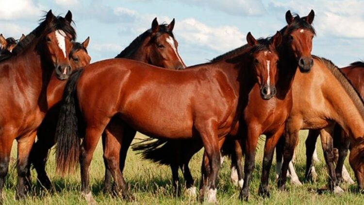 Se declaró la emergencia sanitaria por Encefalomielitis Equina en todo el territorio nacional