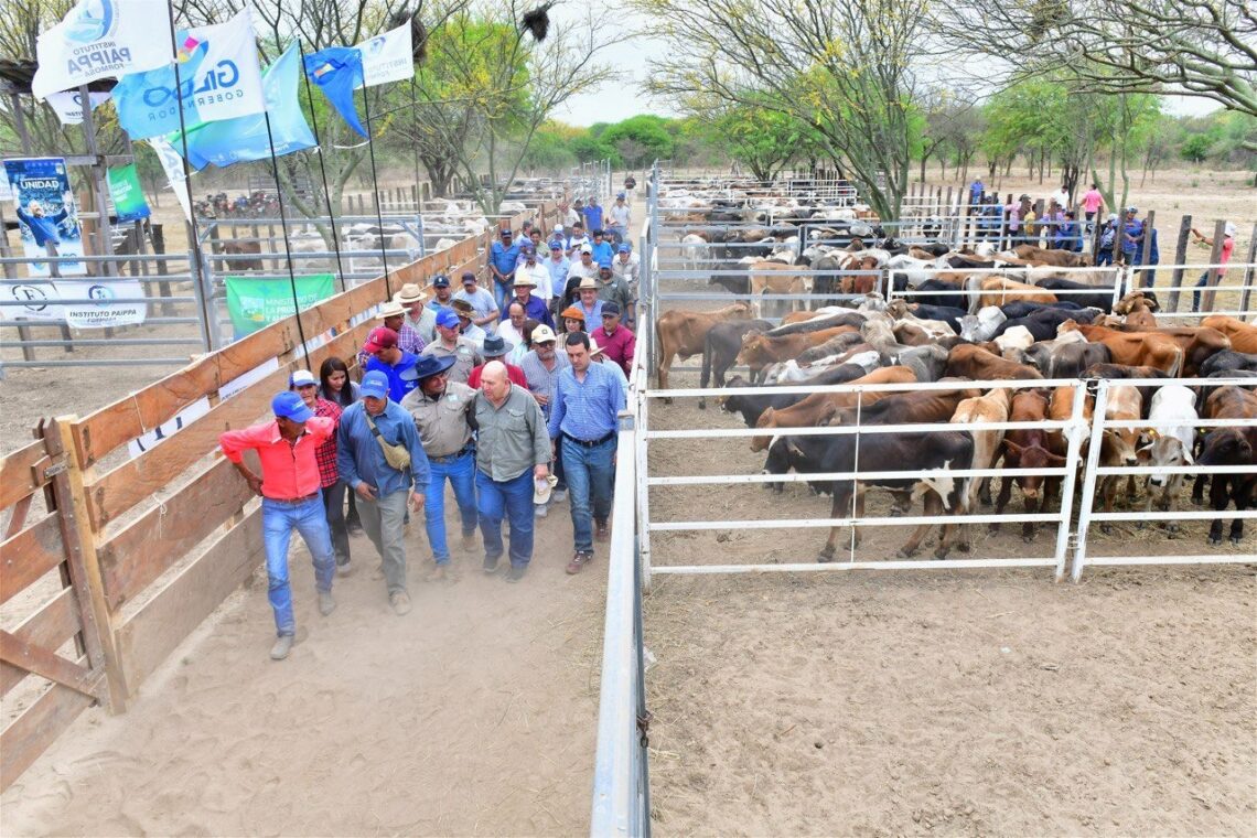 Harán remates ganaderos para descomprimir campos ubicados en las zonas afectadas por crecida del Pilcomayo