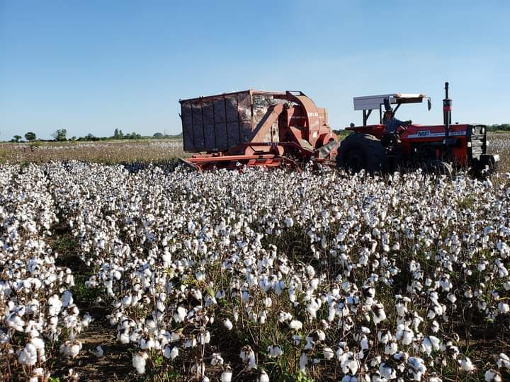 Algodón: Los precios fijados por Formosa “son una referencia a nivel regional”