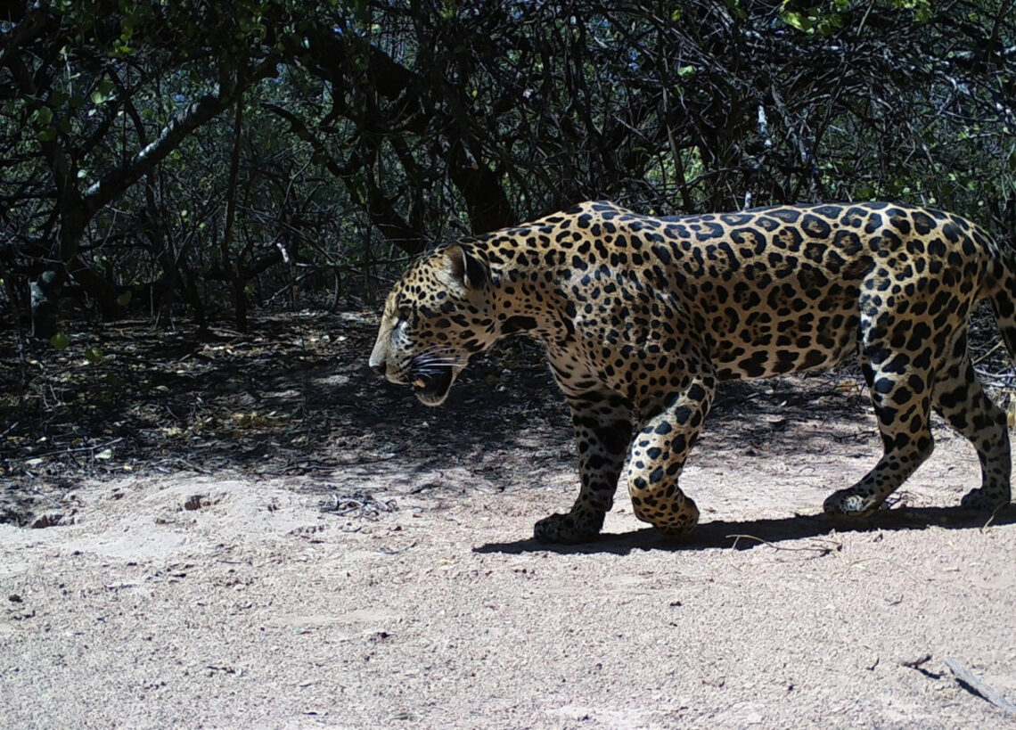Se obtuvieron nuevas fotografías del yaguareté registrado en la Reserva Natural Formosa