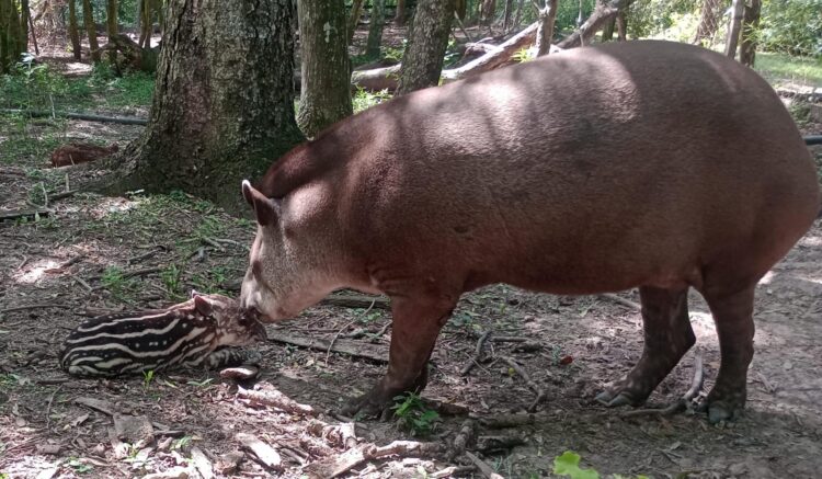 Rabia en un tapir: Se toman medidas para prevenir casos en la Reserva Guaycolec
