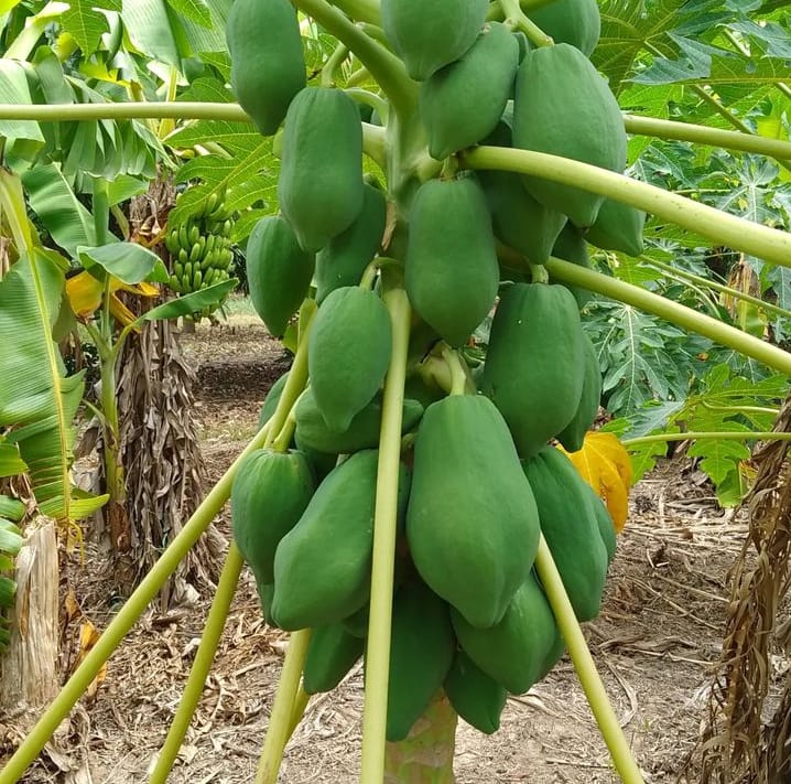 Producción formoseña de papaya despunta en Laguna Naineck