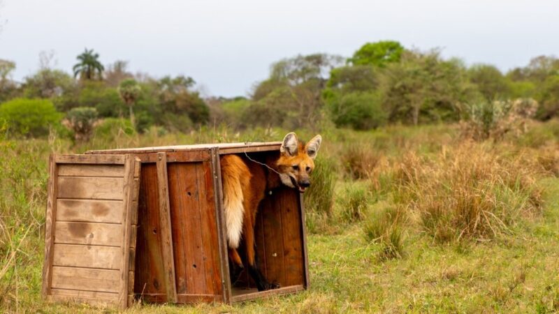 Ejemplar de aguará guazú vuelve a su ambiente natural