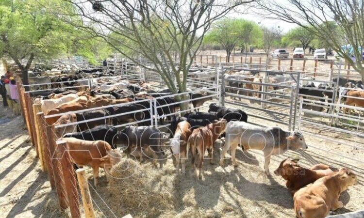 El próximo 17 de octubre habrá remate de productores paipperos en Ingeniero Juárez
