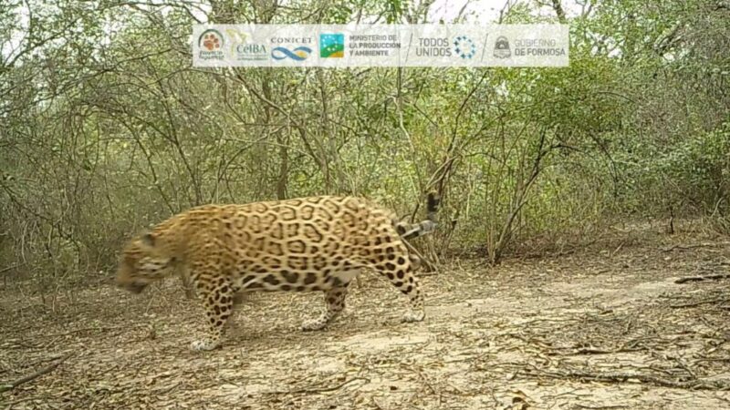 Confirman la presencia de un nuevo yaguareté en la provincia de Formosa
