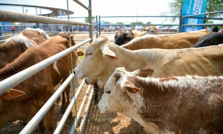 Reprogramaron el 9° Remate de Invernada de Productores del Bañado La Estrella