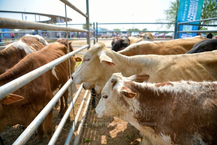 Reprogramaron el 9° Remate de Invernada de Productores del Bañado La Estrella