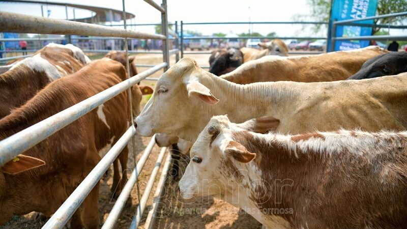 Reprogramaron el 9° Remate de Invernada de Productores del Bañado La Estrella