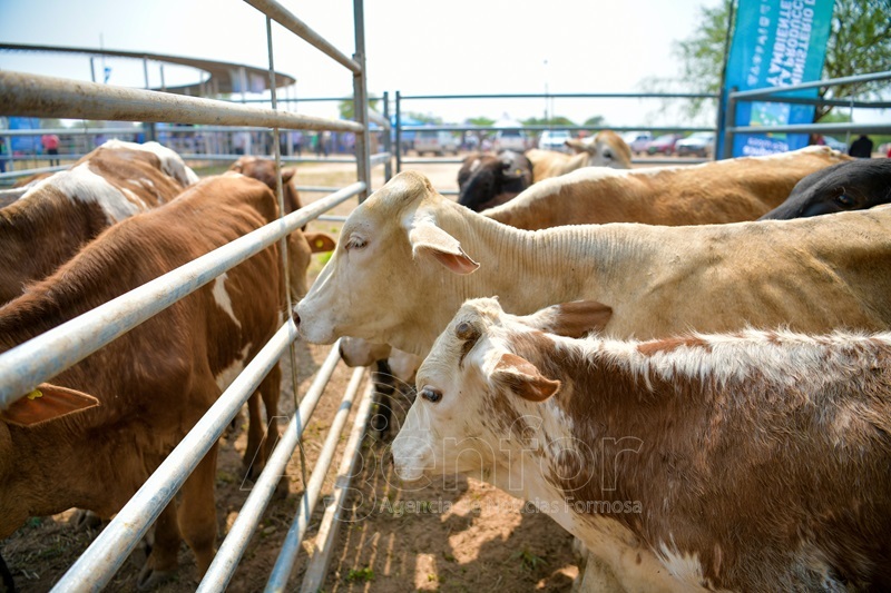 Reprogramaron el 9° Remate de Invernada de Productores del Bañado La Estrella