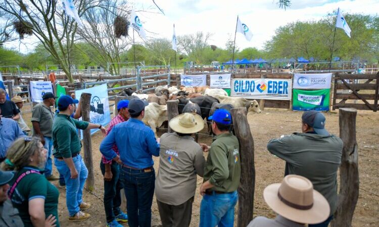 Un productor paraguayo destacó los precios y la calidad de los animales en la feria paippera de Puerto Irigoyen