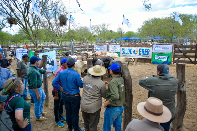 Un productor paraguayo destacó los precios y la calidad de los animales en la feria paippera de Puerto Irigoyen