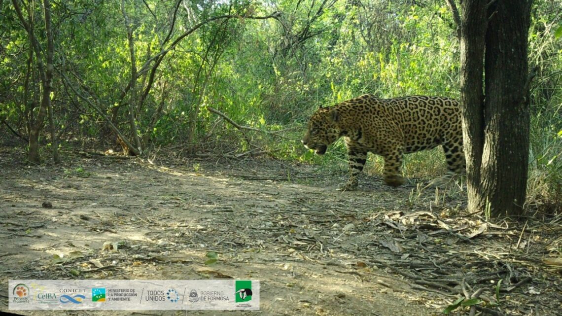 Se registró un nuevo ejemplar de yaguareté en Formosa