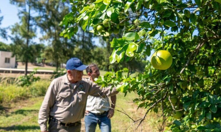 En Tres Lagunas, comitiva del MPyA visitó finca productora de pomelos “Guazú Cuá”