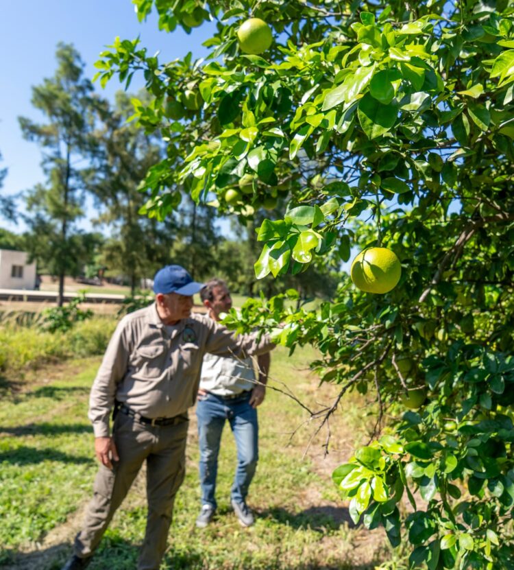 En Tres Lagunas, comitiva del MPyA visitó finca productora de pomelos “Guazú Cuá”