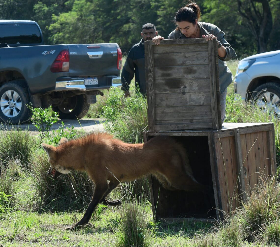 Liberaron a un ejemplar de aguará guazú, símbolo de la fauna protegida