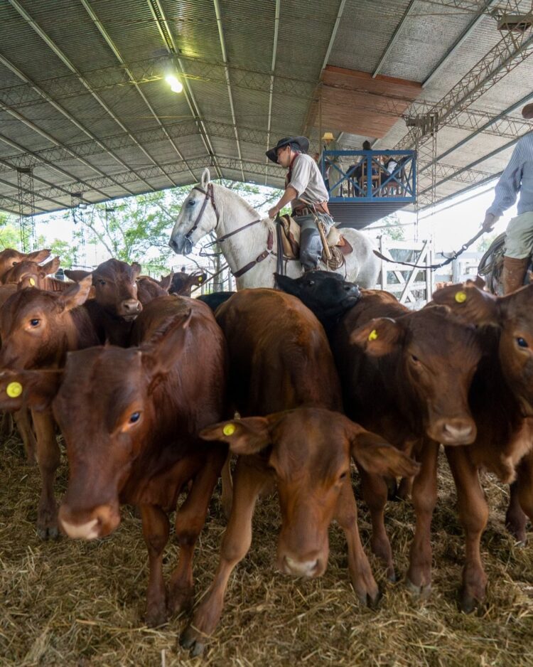 El MPyA acompañó la XIX Expo del Ternero y Novillito en Pirané