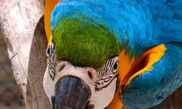 Guaycolec abre sus puertas este fin de semana largo