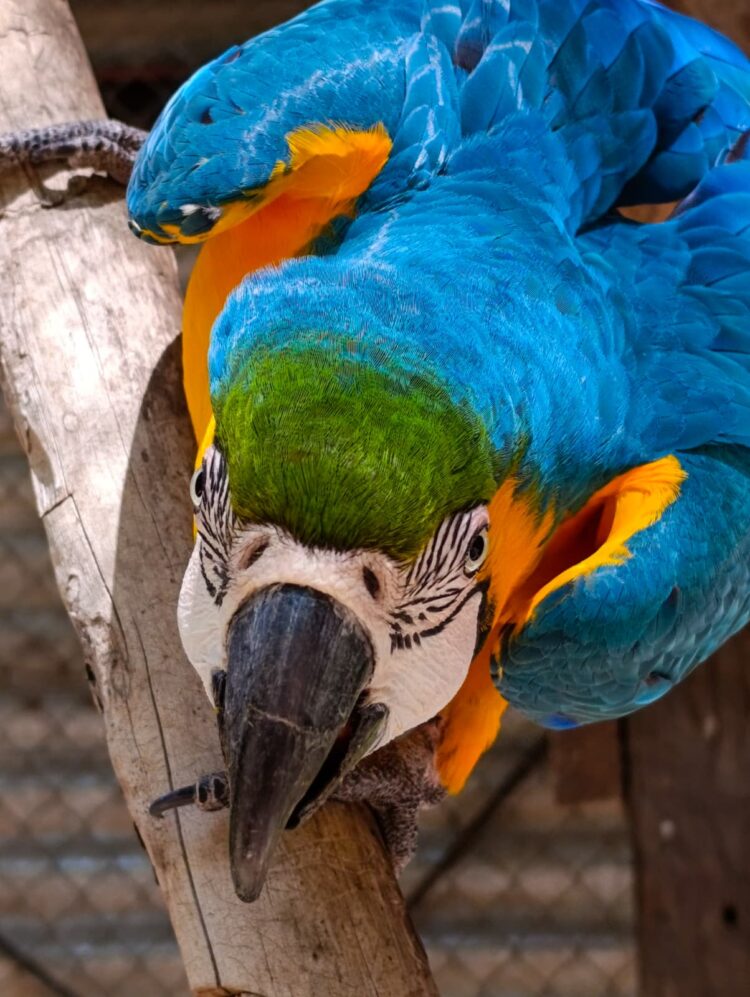 Guaycolec abre sus puertas este fin de semana largo