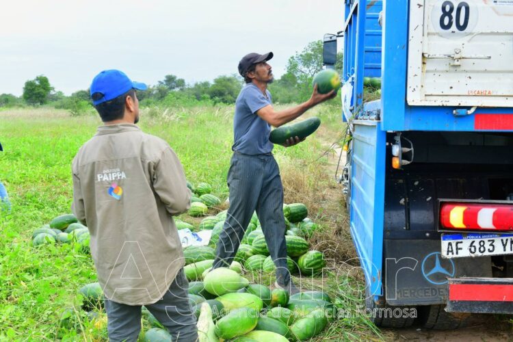 Desde la zona de Las Lomitas, abastecen con sandías al Plan Nutrir gracias al apoyo del Instituto PAIPPA