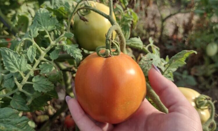 En Laguna Naineck, 280 productores tomateros inician este viernes el ciclo agrícola con aportes económicos del Gobierno de Formosa