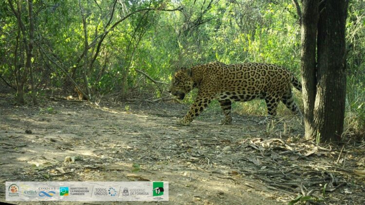 Campaña participativa para elegir el nombre del noveno yaguareté registrado en la Región Chaqueña argentina