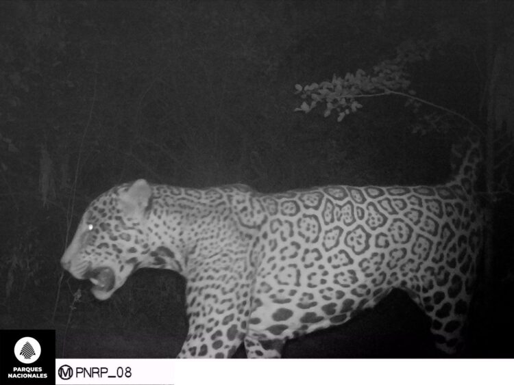 Informan la presencia de un nuevo yaguareté en la provincia