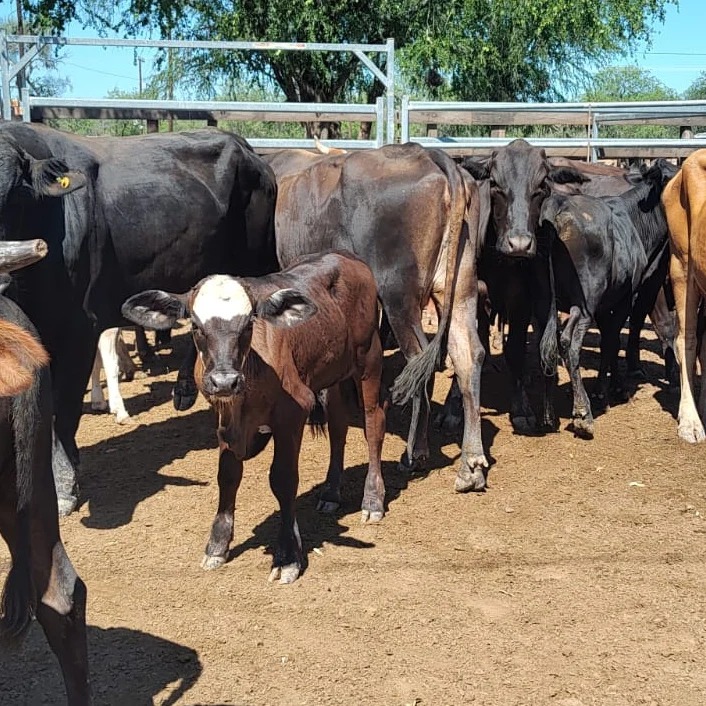 Fortín Soledad será sede de la tercera feria ganadera de paipperos