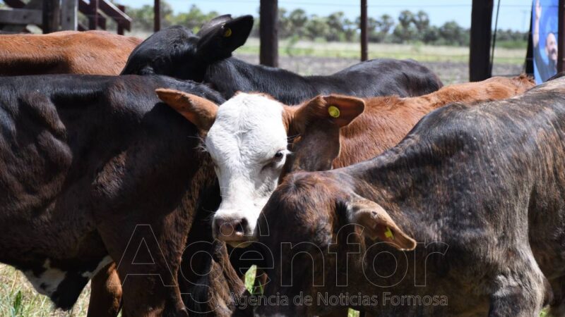 Se realiza el primer remate de invernada en El Quemado Nuevo
