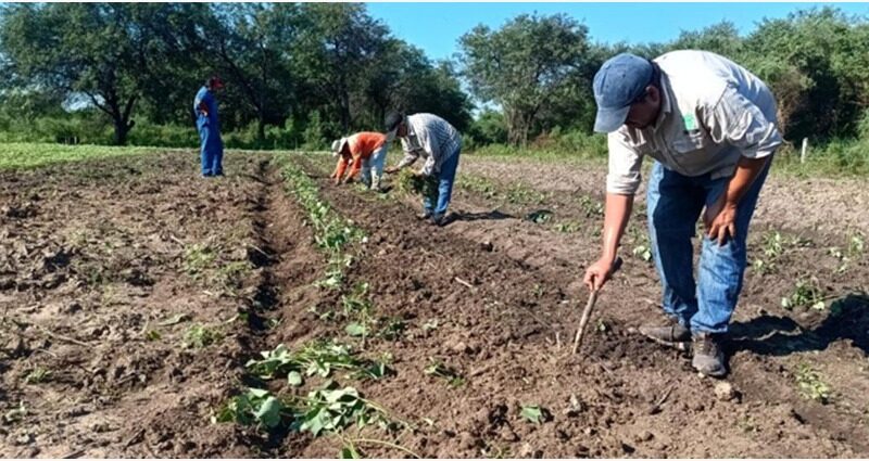 El CEDEVA brinda asistencia técnica para fortalecer el cultivo de batata en comunidades originarias