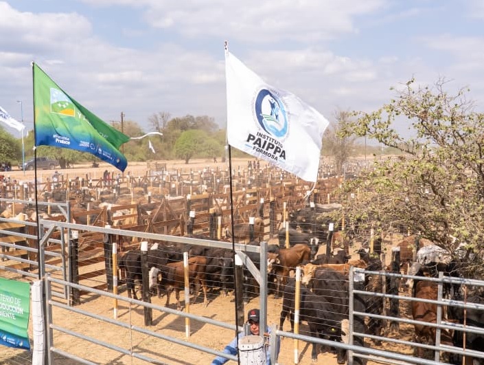 Todo listo para la Primera Feria Ganadera Paippera en Laishí