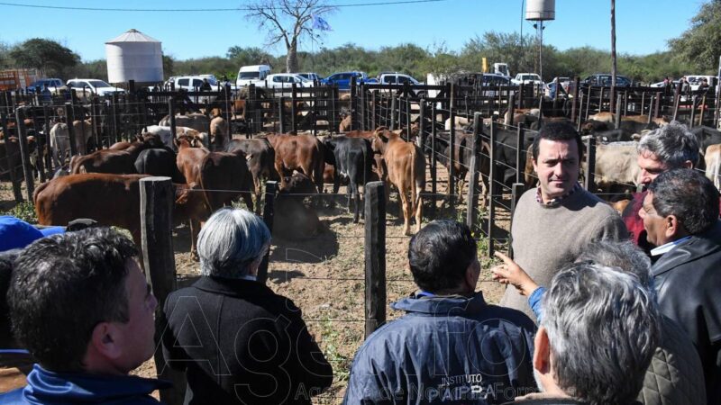 Ingeniero Juárez vivió su Feria Ganadera Paippera