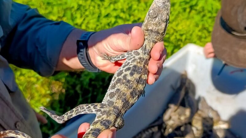 Formosa promueve la conservación y el uso sustentable del yacaré