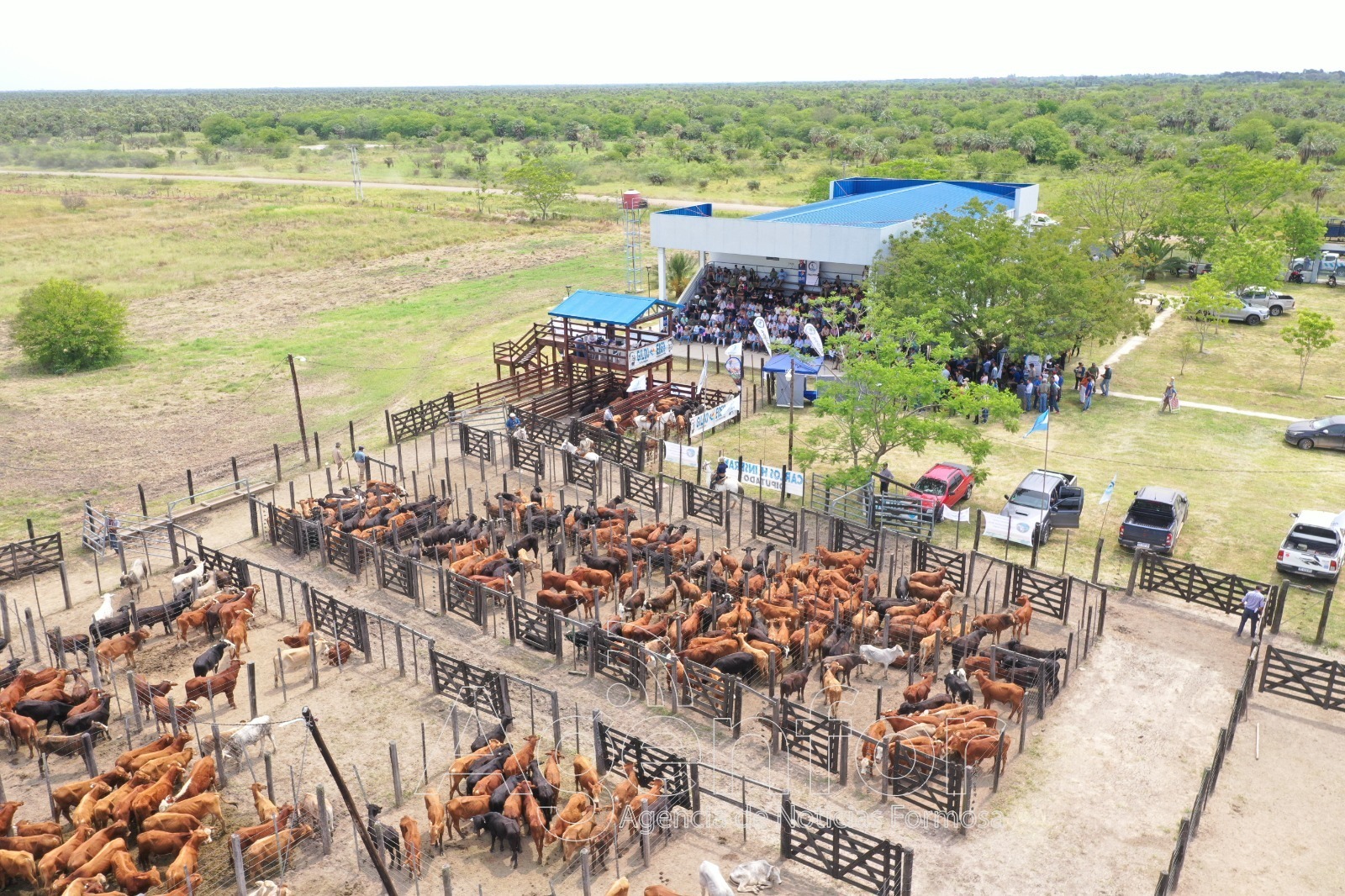 Laguna Blanca: Destacan el impacto del remate ganadero en el desarrollo productivo y la economía regional de Formosa
