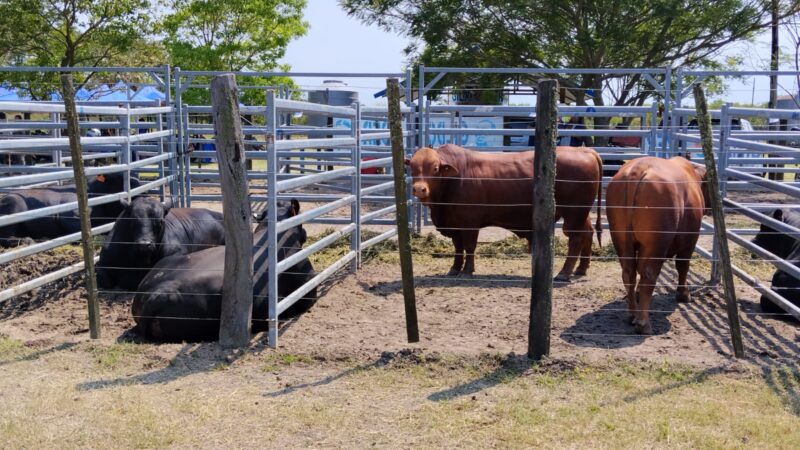 Productores de la región norte expresaron su conformidad con la Feria Ganadera Paippera