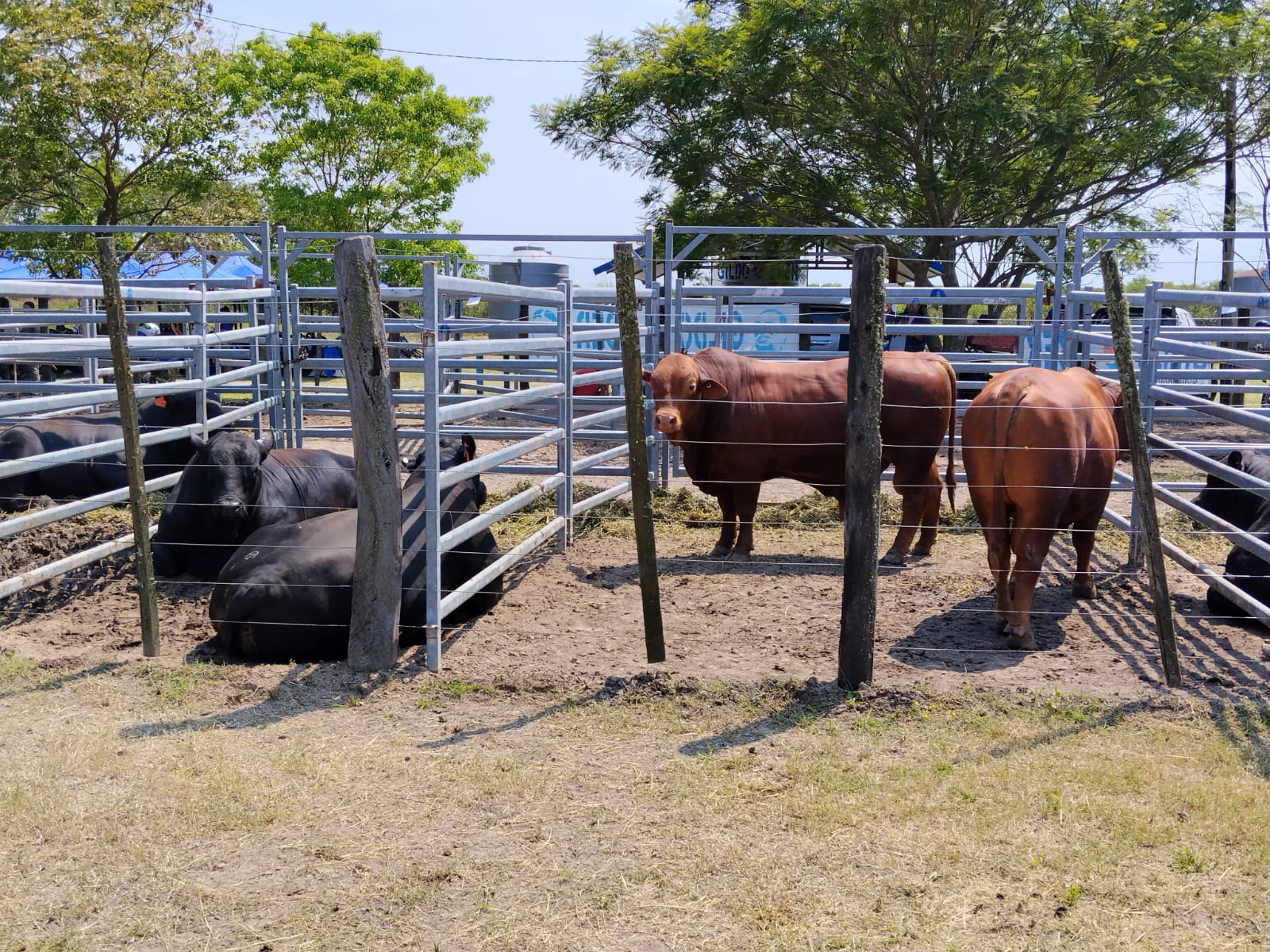 Productores de la región norte expresaron su conformidad con la Feria Ganadera Paippera